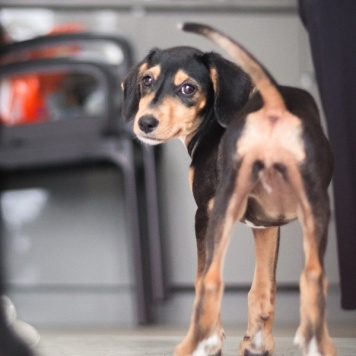 Собаки в добрые руки - Зиппи - 3