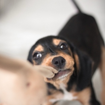 Собаки в добрые руки - Зиппи - 4