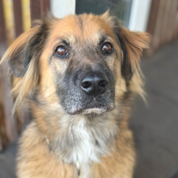 Собаки в добрые руки - Мишка