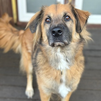 Собаки в добрые руки - Мишка - 1