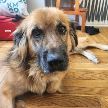 Собаки в добрые руки - Мишка - 2