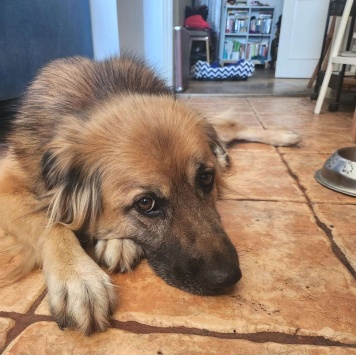 Собаки в добрые руки - Мишка - 3