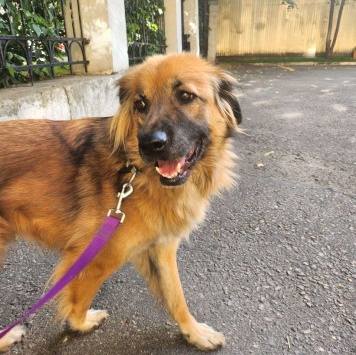 Собаки в добрые руки - Мишка - 4