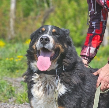 Собаки в добрые руки - Торфинн