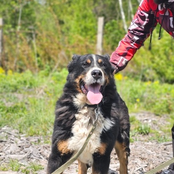 Собаки в добрые руки - Торфинн - 1