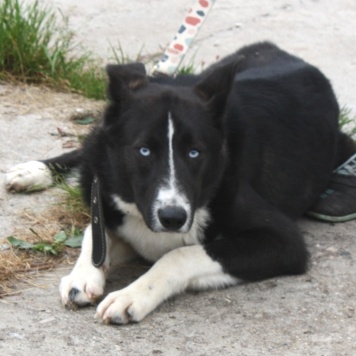 Собаки в добрые руки - Байкал