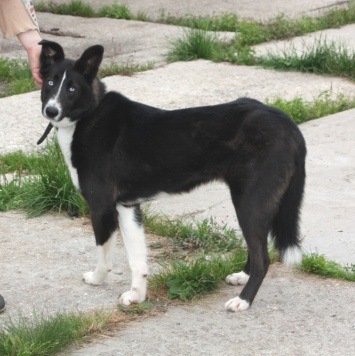 Собаки в добрые руки - Байкал - 1