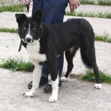 Собаки в добрые руки - Байкал - 2