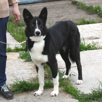 Собаки в добрые руки - Байкал - 3