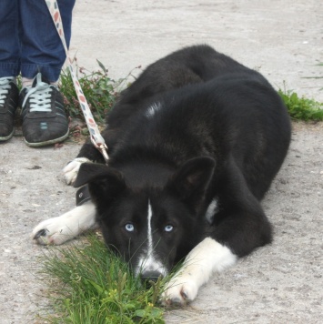 Собаки в добрые руки - Байкал - 4