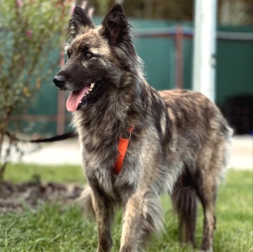 Собаки в добрые руки - Дюша - 1