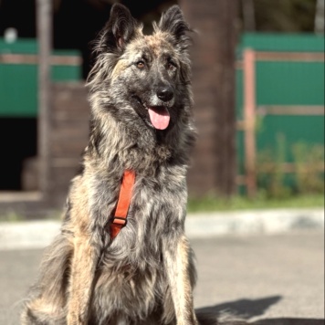 Собаки в добрые руки - Дюша - 2