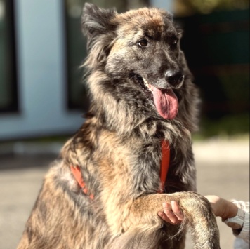 Собаки в добрые руки - Дюша - 3