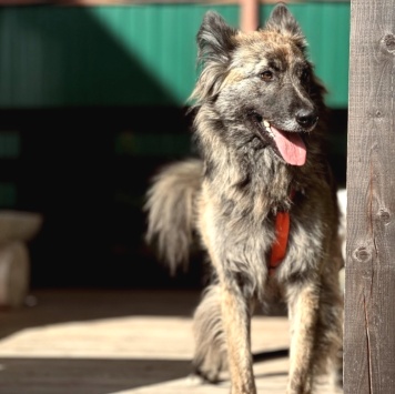 Собаки в добрые руки - Дюша - 4