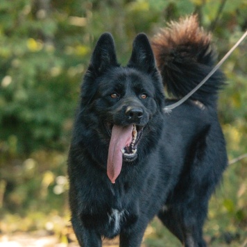 Блейд - Собаки в добрые руки