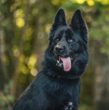 Собаки в добрые руки - Блейд - 1