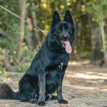 Собаки в добрые руки - Блейд - 2