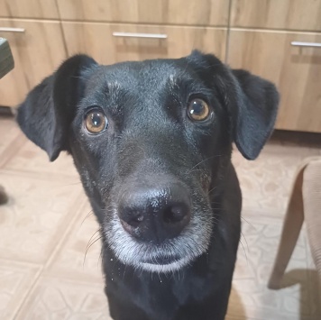 Собаки в добрые руки - Маня