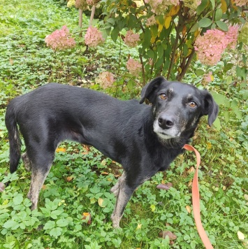 Собаки в добрые руки - Маня - 1