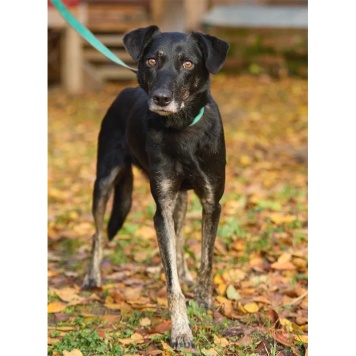 Собаки в добрые руки - Маня - 2