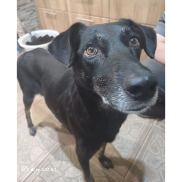 Собаки в добрые руки - Маня - 2