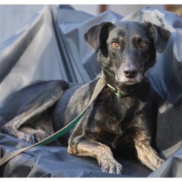 Собаки в добрые руки - Маня - 3