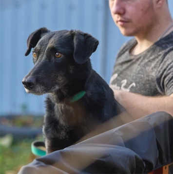 Собаки в добрые руки - Маня