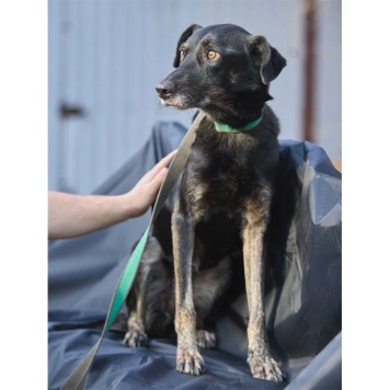 Собаки в добрые руки - Маня - 4