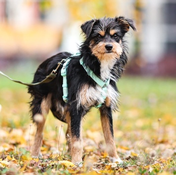 Собаки в добрые руки - Йоши