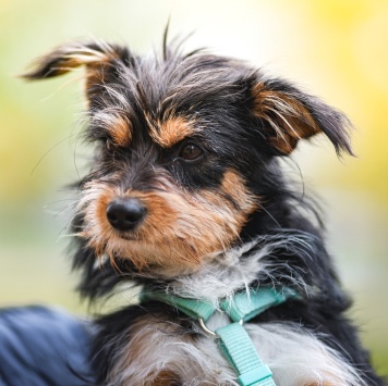 Собаки в добрые руки - Йоши - 1