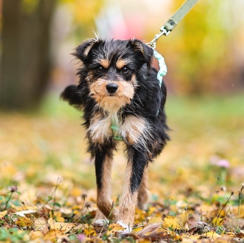 Собаки в добрые руки - Йоши - 2