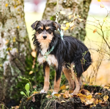 Собаки в добрые руки - Йоши - 3