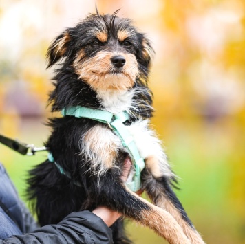 Собаки в добрые руки - Йоши - 4