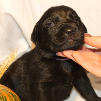 Кофеёк - Собаки в добрые руки