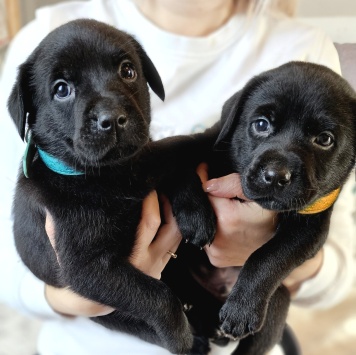 Собаки в добрые руки - Кофеёк - 3