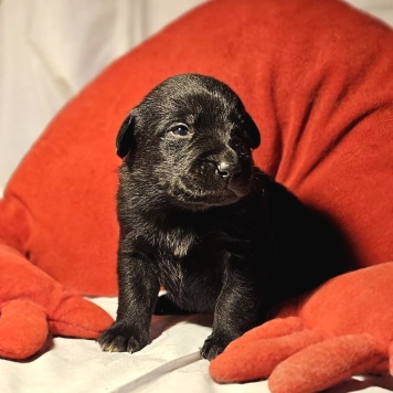 Собаки в добрые руки - Кофеёк - 1