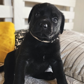 Собаки в добрые руки - Кофеёк - 1