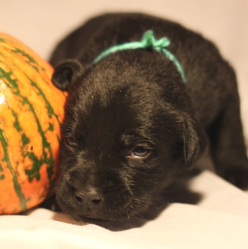 Собаки в добрые руки - Кофеёк - 2