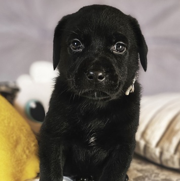 Собаки в добрые руки - Кофеёк - 2