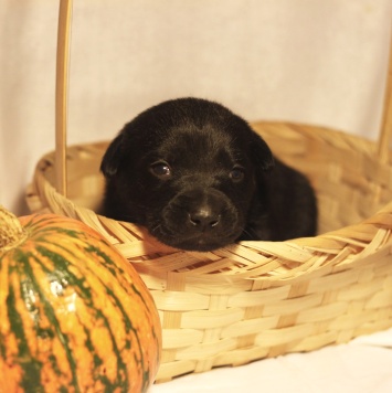 Собаки в добрые руки - Кофеёк - 3