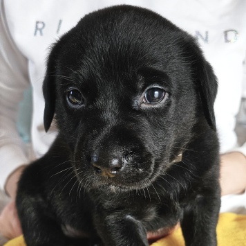 Собаки в добрые руки - Кофеёк - 4