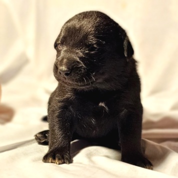 Собаки в добрые руки - Кофеёк - 4