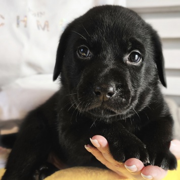 Кофеёк - Собаки в добрые руки