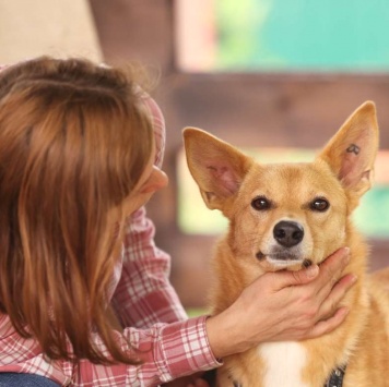 Собаки в добрые руки - Фокси