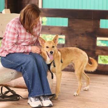 Собаки в добрые руки - Фокси - 2