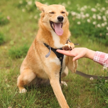 Собаки в добрые руки - Фокси - 4