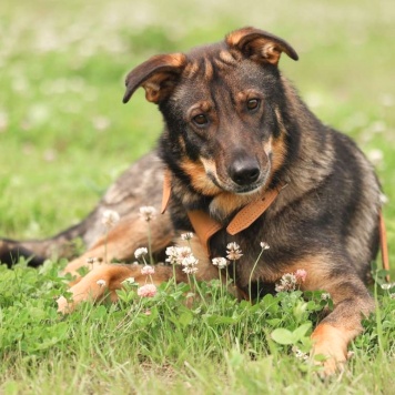 Собаки в добрые руки - Енисей - 2