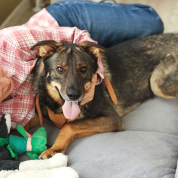 Собаки в добрые руки - Енисей - 3