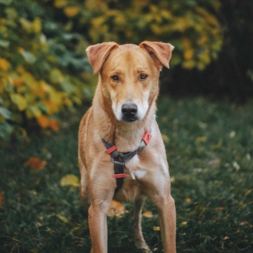 Собаки в добрые руки - Банни