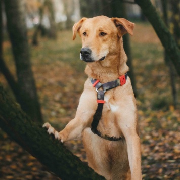 Собаки в добрые руки - Банни - 1